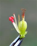 Male Flowers and a Female Flower